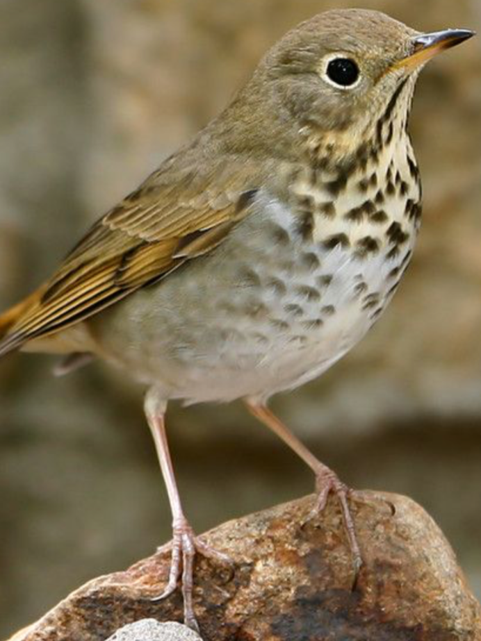 Серо-коричневая птица