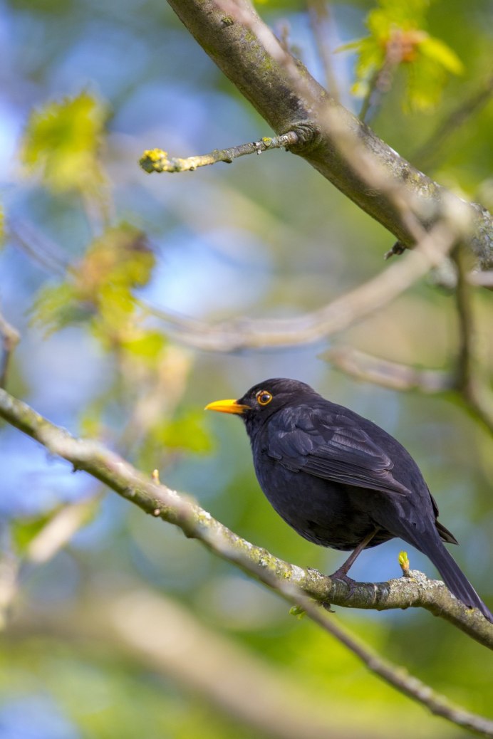 Черный Дрозд птица самка