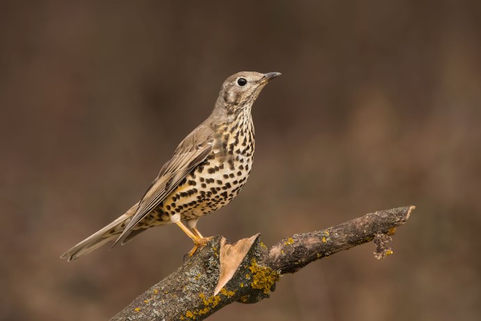 Черный певчий Дрозд