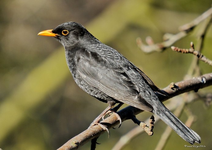 Птица деряба звуки