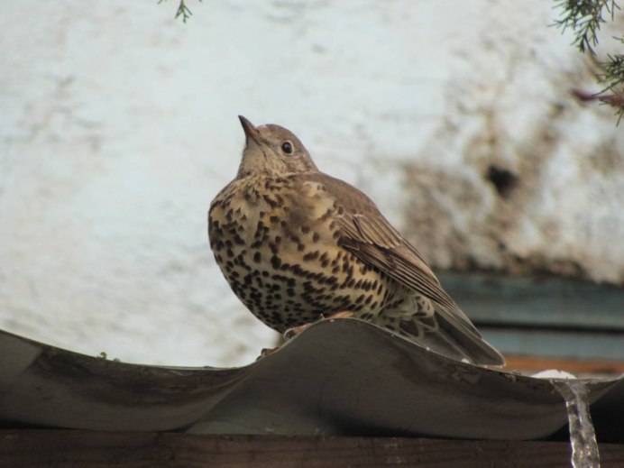 Черный певчий Дрозд