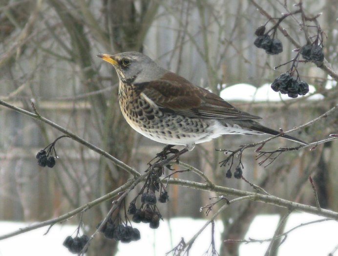 Черноклювый Дрозд птица