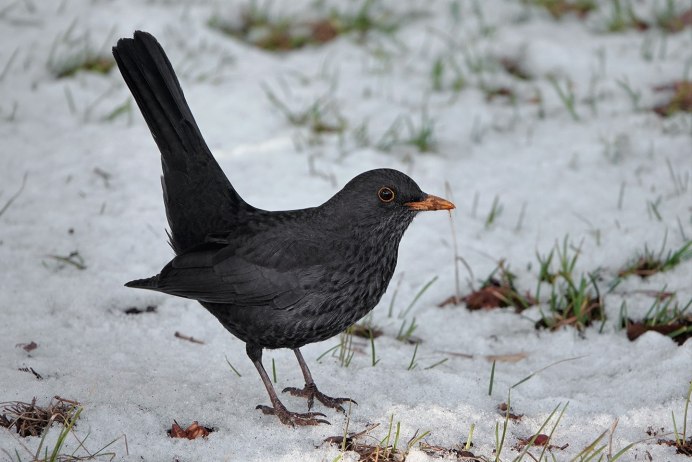 Птицы в Питере похожие на Дроздов