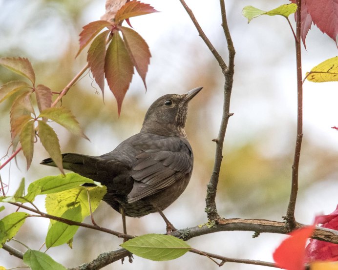 Серый Дрозд рябинник