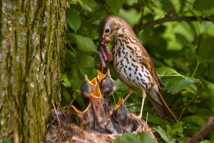 Птицы Владимирской области Дрозд