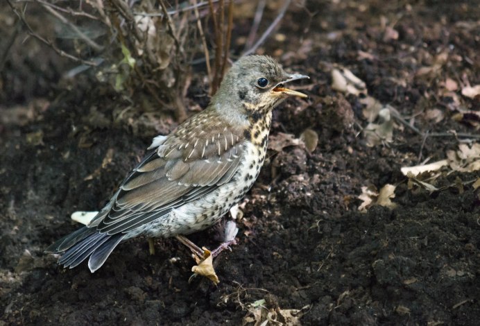 Белогрудый Дрозд