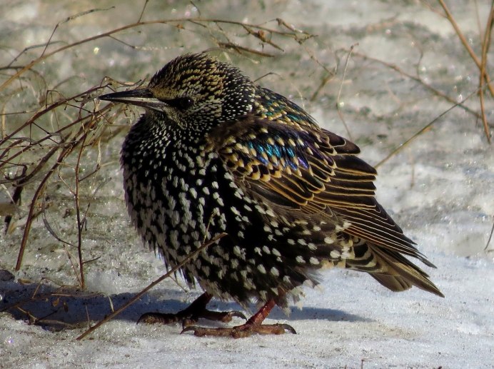 Дрозд-деряба (turdus viscivorus)