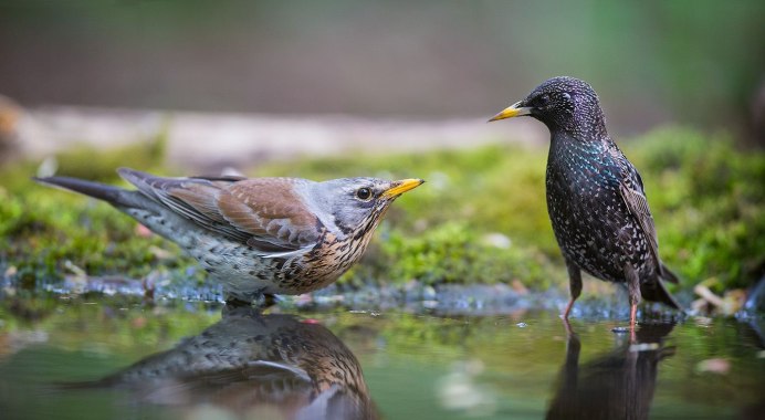 Молодой Дрозд рябинник