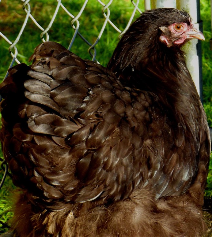 Poultry cute