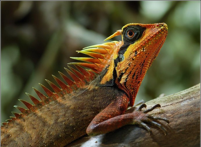 Blue Cayman Iguana
