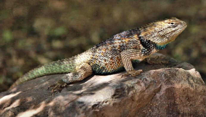 Spiny Lizard