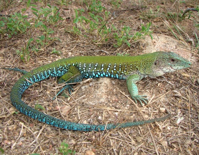 Ameiva Ameiva