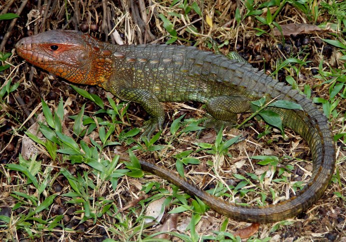 Caiman Lizard