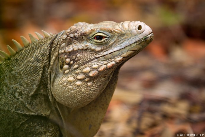 Rhinoceros Iguana