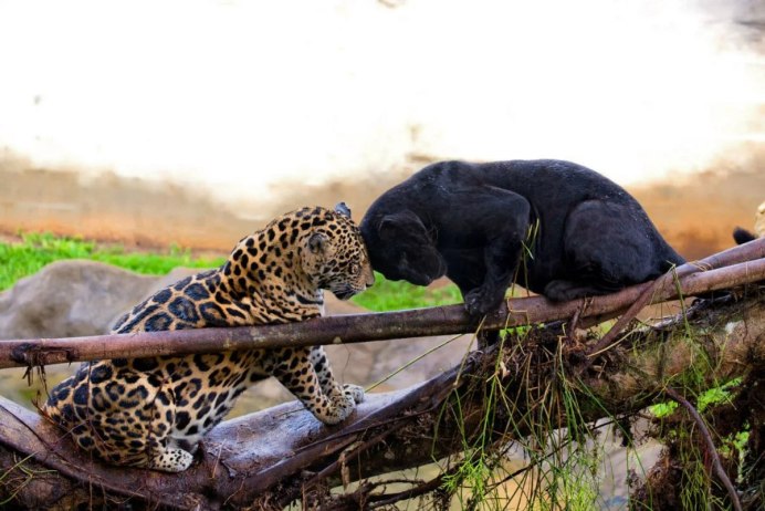 Panthera onca onca амазонский Ягуар