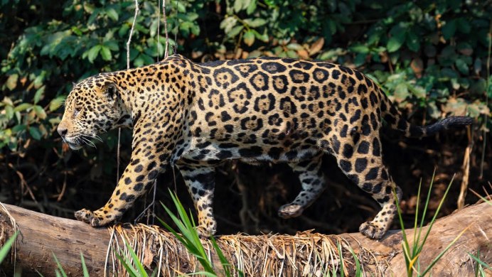 Why Leopard has spots