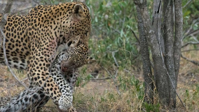 Javan Leopard