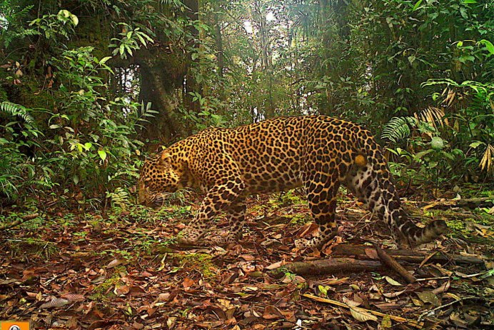 Panthera d