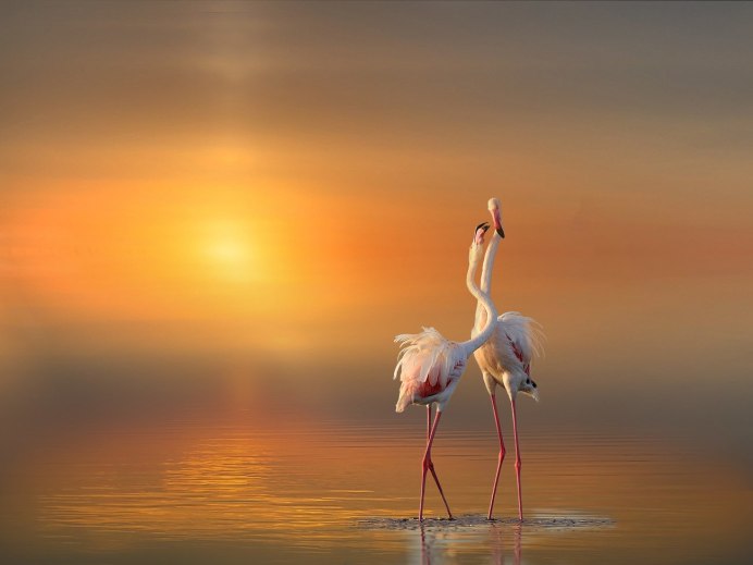 Фотообои Журавли