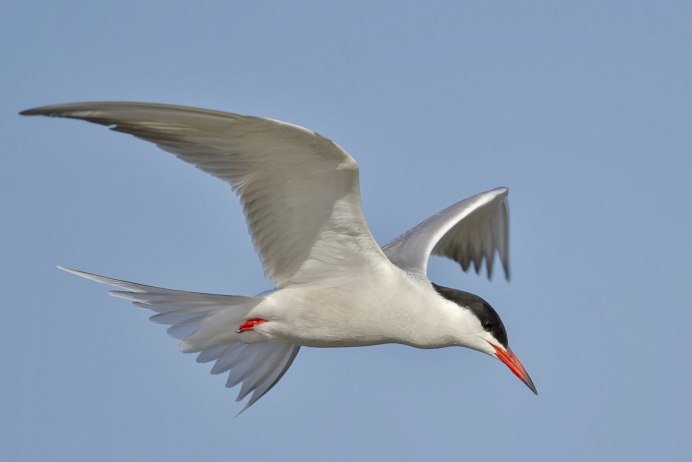 Белолобая муравьеловка