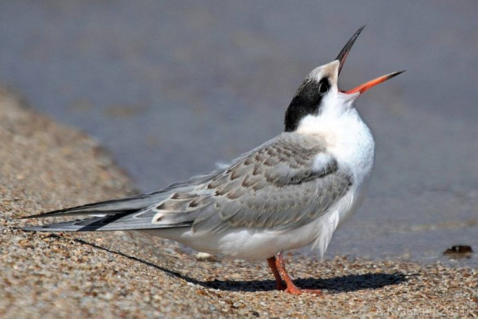 Арктическая крачка птица