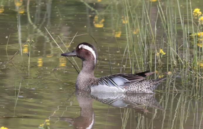 Болотная утка кряква