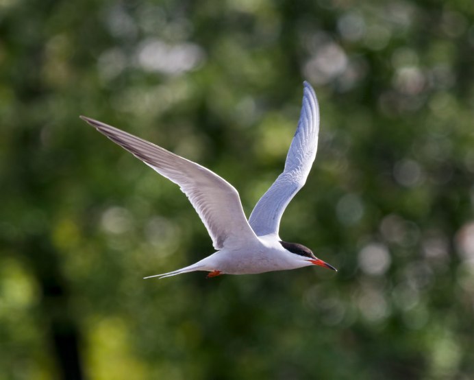 Дрозд рябинник из дали