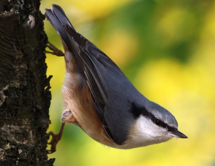 Речная крачка птица