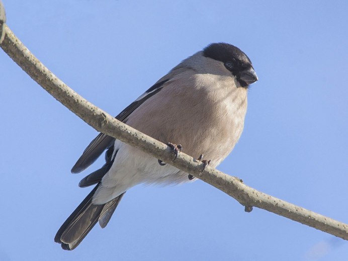 Sibirds Дубиковский