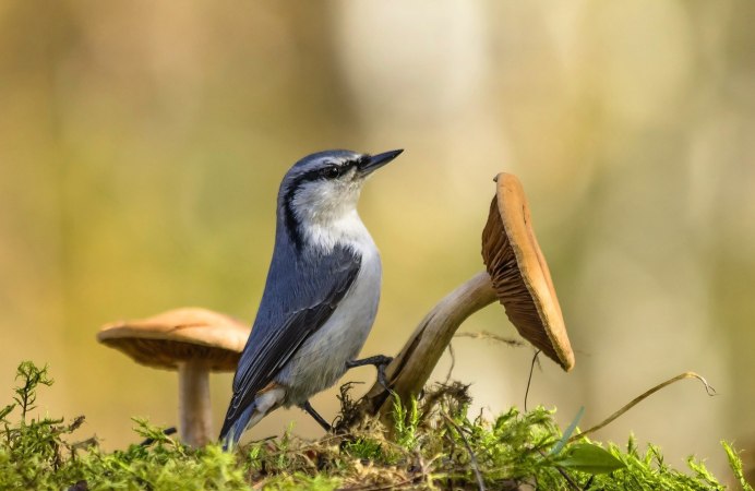 Речная крачка птица