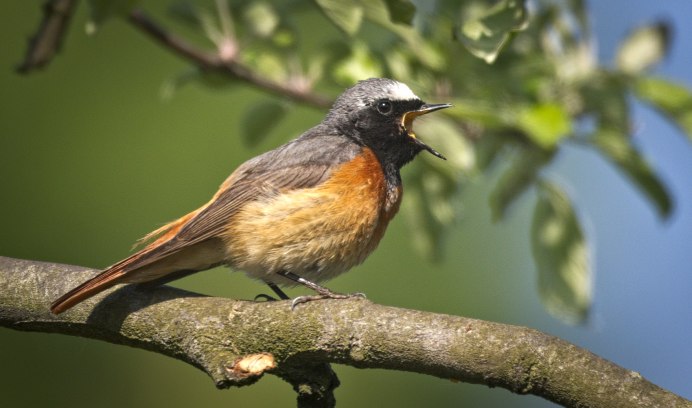 Фото птиц живущих в Латвии