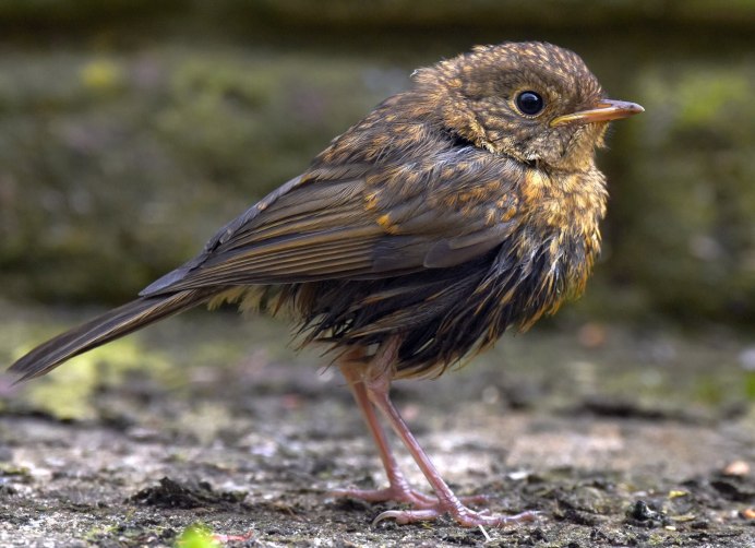 Крачка птица