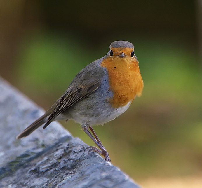 Крачка птица