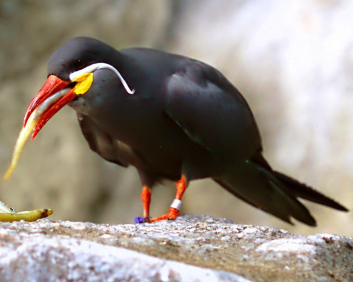 Крачка Инка