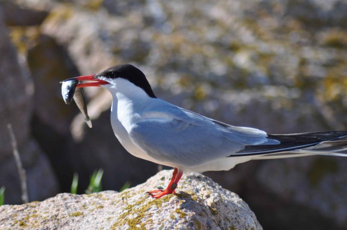 Хохлатая крачка