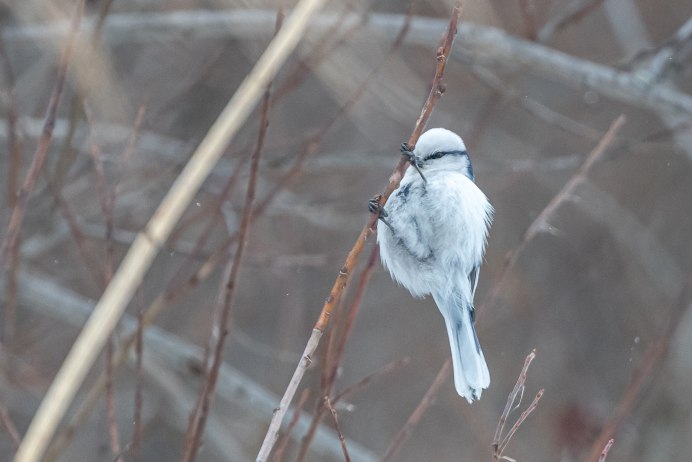 Ларостерна Инка