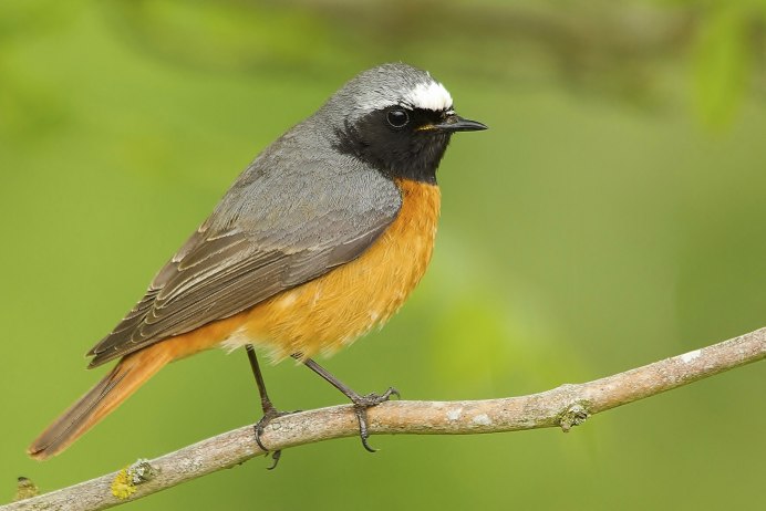 Птица Серебрянка в реальной жизни
