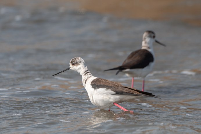 Скворец зимой