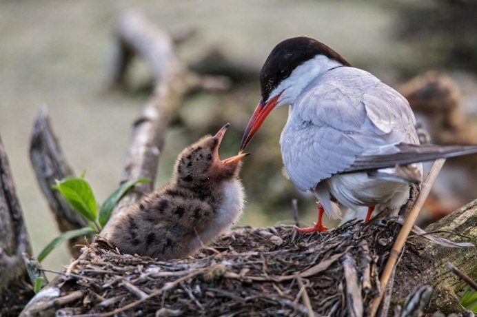 Утка чирок трескунок