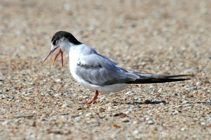 Речная крачка птица