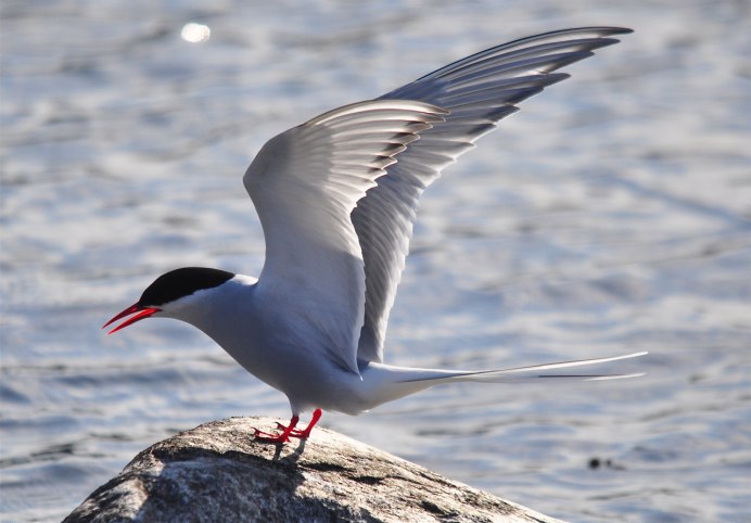 Канадский поползень
