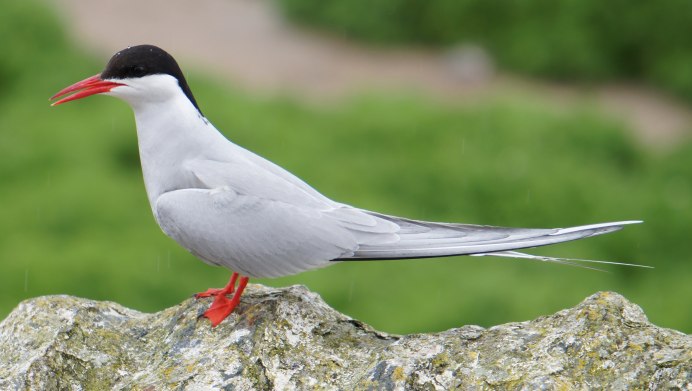 Антарктическая крачка в Антарктиде