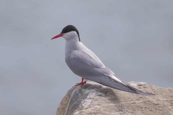 Слеток Речной крачки