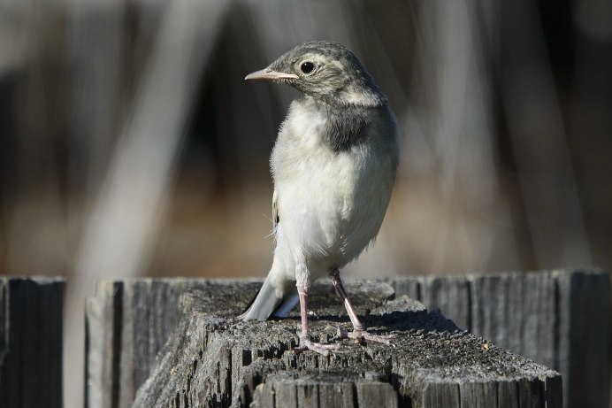 Amaurornis Phoenicurus