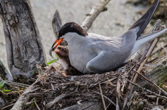 Полярная крачка птица
