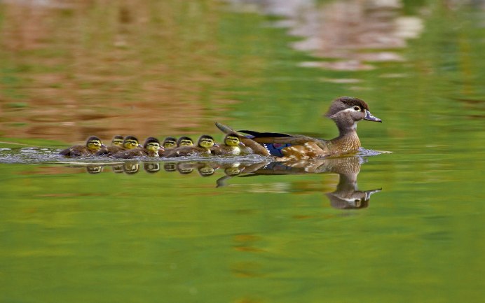 Рыжегрудый поползень