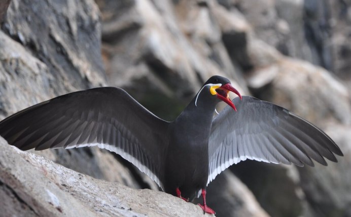 Перуанская крачка