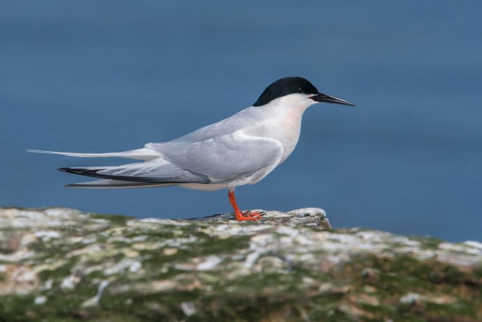 Алеутская крачка Камчатка