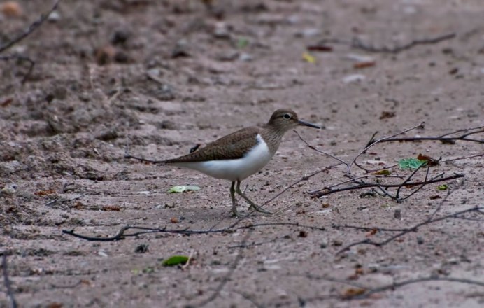 Roseate Tern