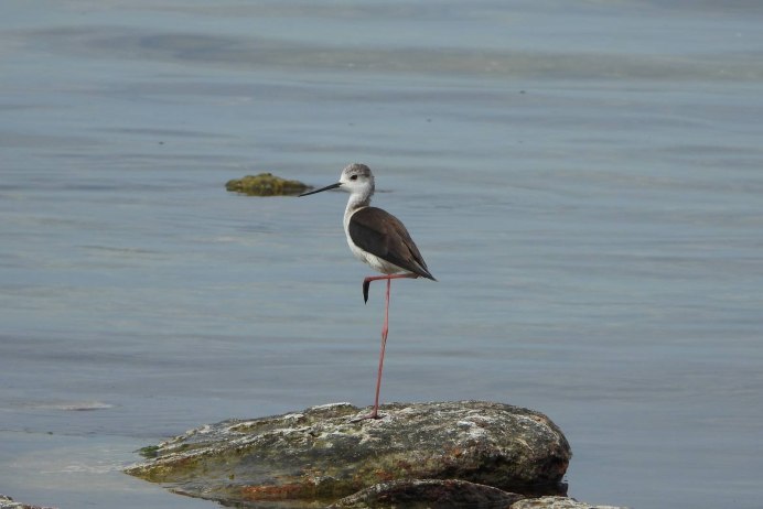 Птица с черной шапочкой на голове и серыми крыльями